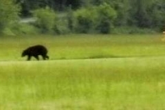 byrds airstrip bear