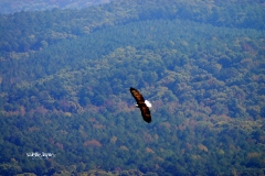 byrds airstrip eagle valerie layne